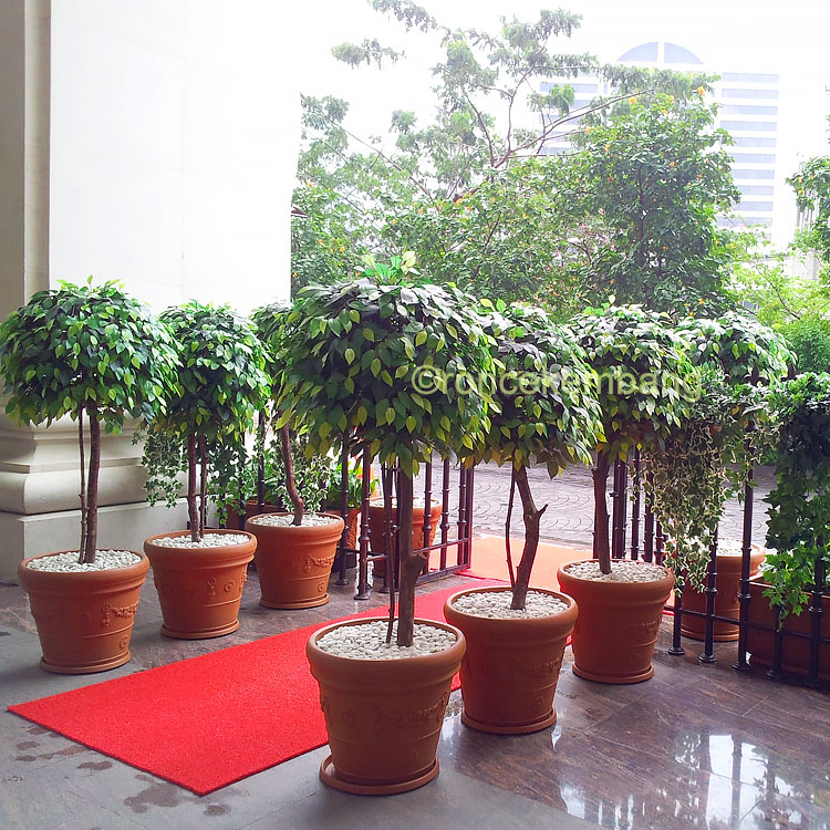 Artificial topiary tree 160cm height with banyan leaves