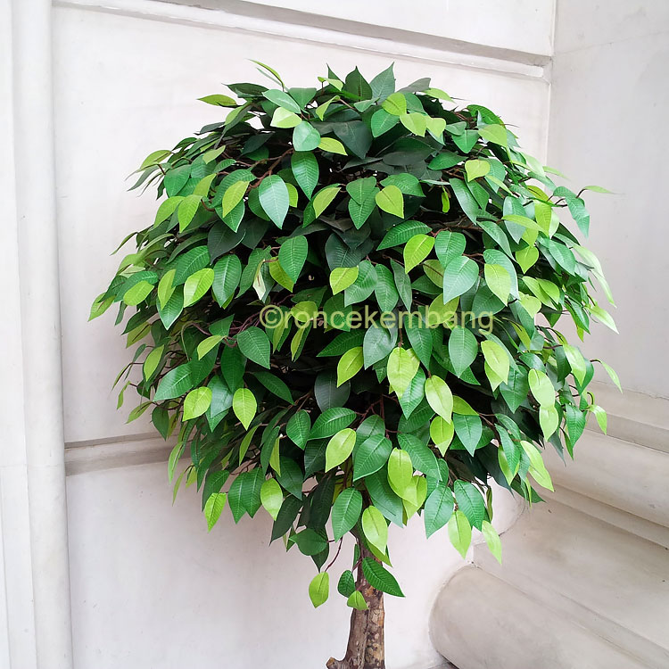 Topiary beringin, diameter 60cm